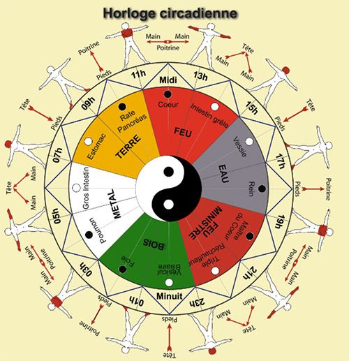 horloge circadienne